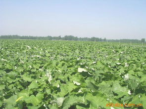 徐州祥偉蔬菜生產(chǎn)基地 匠心打造山藥等優(yōu)質(zhì)農(nóng)副產(chǎn)品的綠色家園